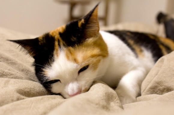 お腹減ったよ～。早く起きて～。