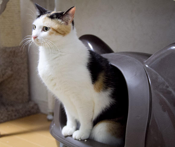 三毛猫ちゃんのトイレスタイル
