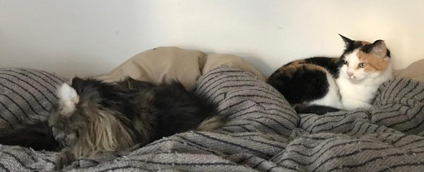 史上最接近となったムーとナナ