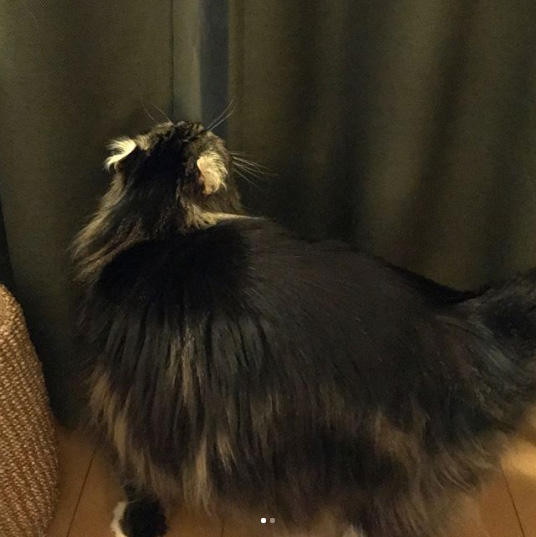 お外が見えないの～！と 駄々をこねるナナ