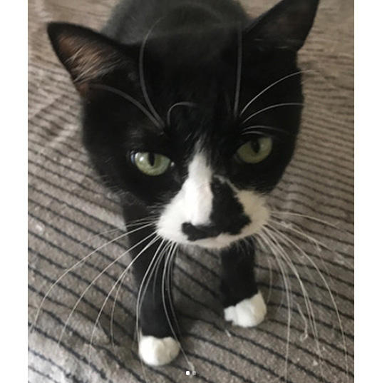 前足脱げかけソックス隊　隊長：ゴロー