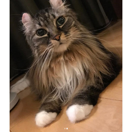 前足脱げかけソックス隊　隊員：ナナ