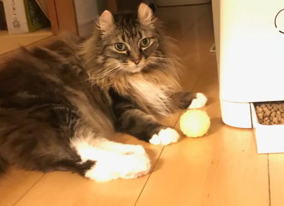 こちらがナナ先生でございます。