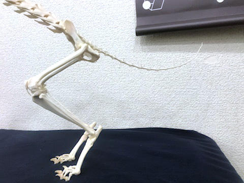 小さな骨をつないで伸びる尻尾