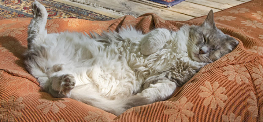 猫と人間の違い【体の作り編】腸の変化が教えてくれること[#猫研究所]