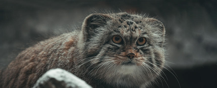 マヌルネコの赤ちゃん公開！「最古の猫」と呼ばれる理由とは？イエネコとの違いも解説