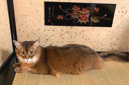 「この台座はボクにピッタリサイズなのだ。ボクのための台座なのだ。」