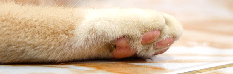 猫の体の謎　かわいいだけじゃない！猫の肉球の大事な役割《cat academy》