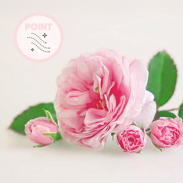 ほんのり、優しいバラの匂いが香ります。