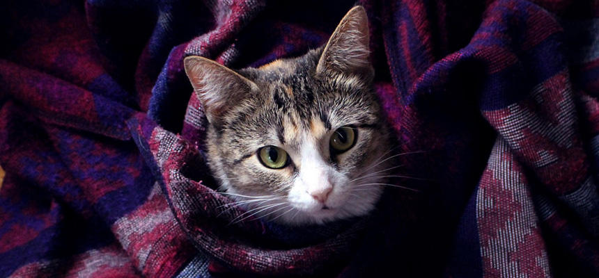 猫の冬の健康対策｜寒さで起こる症状と予防法を徹底解説[#猫研究所]