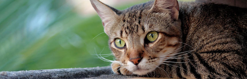 猫と人間の違い【栄養素編】必要な栄養素とその理由[#猫研究所]