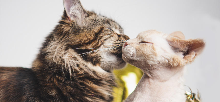 猫と人間の違い【フェロモン編】フェロモンは匂いじゃない？猫と人の感じ方の決定的な差[#猫研究所]