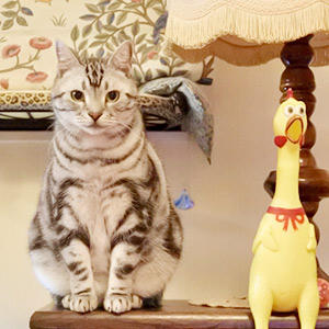 ユニークな鳴き声と表情で人気のニワトリさんは相棒!?しっかり水分補給をしてニワトリさんと末永く仲良く♪