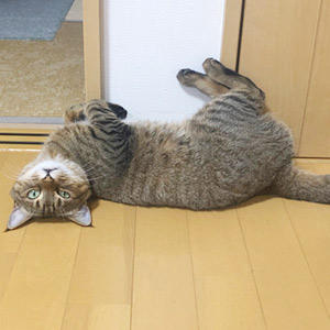 まさか食べているご本人(猫)からコメントをいただけるとは♪美味しく食べてもらえて、可愛いポーズまで見せてもらえてスタッフも幸せです!