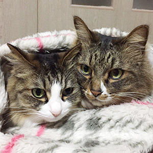 仲良くくっついているきょうだい猫さんのお気に入りウェットフードは総合栄養食タイプ。冬の水分補給にもオススメです!