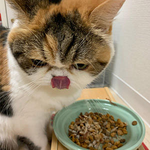 実はマグロやカツオ、鶏などの削り節はうま味が凝縮されていて食べる量は意外と少なくても満足感が出るので、トッピングとしてオススメです!