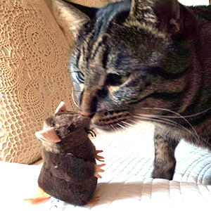 飽きさせないポイントまでご紹介いただきありがとうございます!猫にとっておもちゃもごはんも新鮮さが命!いつでもワクワクできるような遊びで楽しくストレス解消できます♪