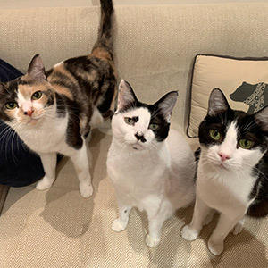 仲良しきょうだいの素敵なお写真ありがとうございます!腎臓に気を付けてこれからも仲良く美味しいごはんを楽しんでほしいです。tamaへのリクエストもたしかに受け取りました。