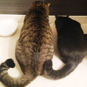 美味しくて思わずシンクロしちゃう尻尾に注目!音だけでも反応するほどお気に入りになれて、スタッフ一同本当に嬉しいです♪