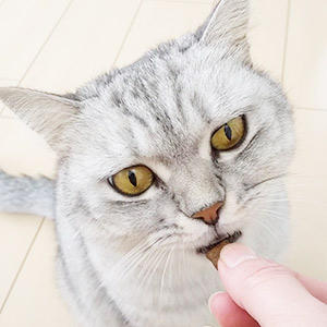 家族との絆も深まる楽しいオヤツタイムのお供にオススメ!スタッフ猫からも大好評だったオヤツです。気になるポイントに合わせて選べる機能性成分の違いで4種類ございます。うちの子にぴったりのものをぜひどうぞ♪