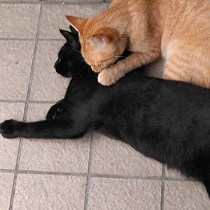 仲良し姿がとっても微笑ましいワンショット♪美味しいものを食べた後は猫も優しい気持ちになれるのかも?見ているだけでほっこりしてしまいますね~。