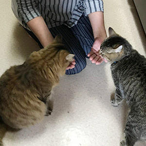 きょうだい2頭ともお気に入りのフードが見つかって良かったです！多頭飼いのご家族の場合、フード選びに悩む方も多いですよね。ボナペティは小分けパックなので飽きてしまってしばらくお休みするときもストックできるのがメリットです。