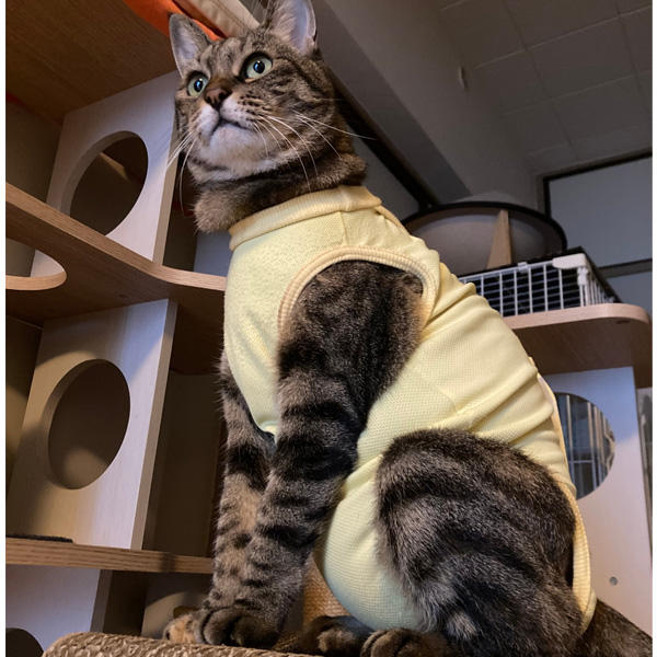 お肉たっぷり系でありながら、フワっとした仕上がりなので、口当たりもお好みだったのかも?