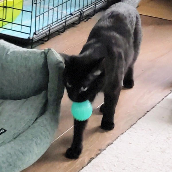 実際に遊んでいるとのご様子と、新たな気付きのあるお声、ありがとうございます。