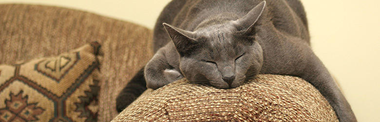 猫が元気ない原因とは？考えられる病気とサイン、自宅でできる対処法