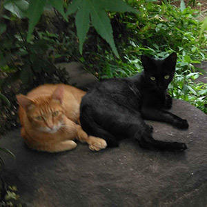 フルーツ&野菜配合がうれしいです!:ツヤ様より