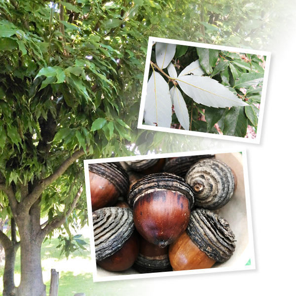 ブナ科の樹木「裏白樫」のエキスを配合。