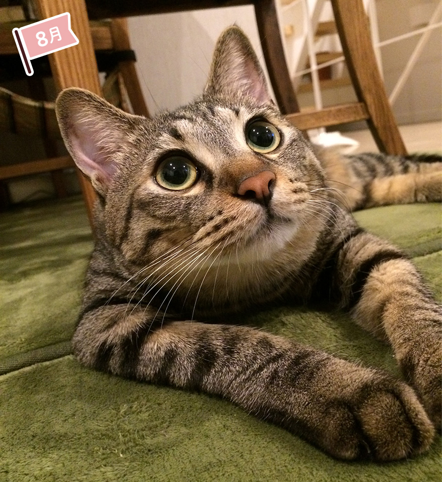 8月