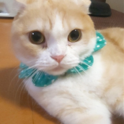 ベースケアミルク