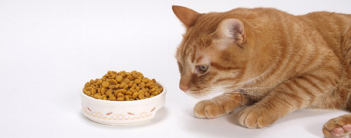 ペットフードに含まれる危険な添加物!安全な無添加キャットフード