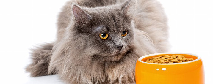 ただの好き嫌い？それとも食欲不振？猫が餌を食べない理由を見極めるポイント