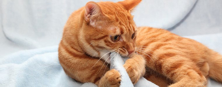 子猫のうちにしっかりしつけたい！噛み癖の正しいしつけ方