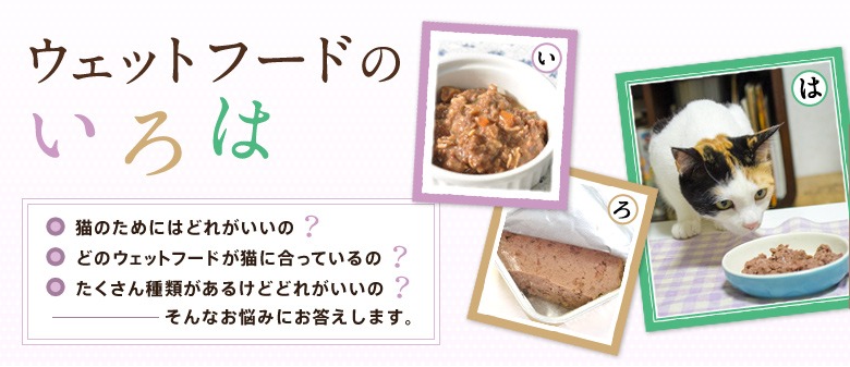 おもちゃで遊んで猫と楽しくコミュニケーション